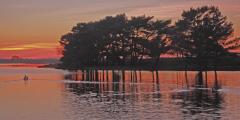Swan at sunset Hatchet Pond